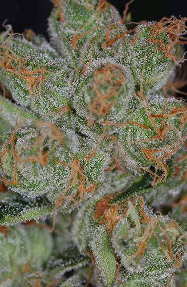 Cheese Quake TGA Subcool Seeds